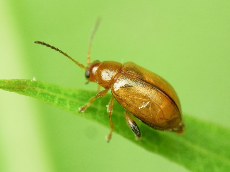 Aphthona lutescens (Gyllenhal, 1808)